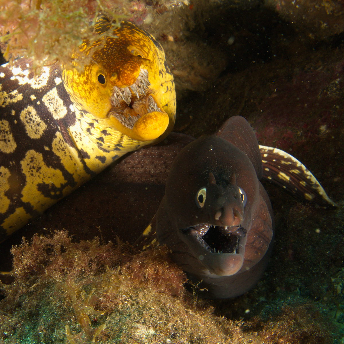 Two morays - the Tiger Moray (Enchelycore anatina) and the Dotted Moray (Gymnothorax unicolor) share a shady corner